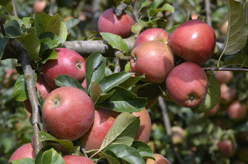 Malus communis / Pomme 'Royal Gala'