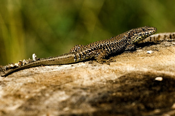 Podarcis muralis / Lézard des murailles