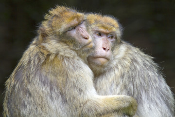 Macaca sylvanus / Magot / Macaque de Barbarie