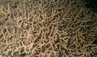 Coral bleaching turning coral brown on reef