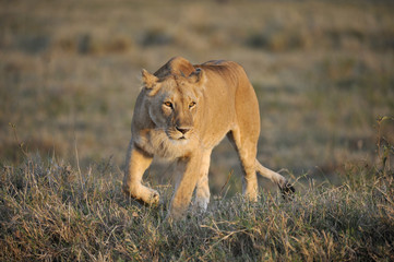 Panthera leo / LIon