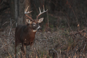Odocoileus virginianus / Cerf de Virginie