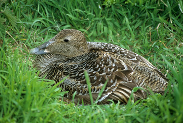 Somateria mollissima / Eider à duvet