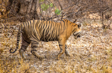 Wild royal bengal tiger in nature