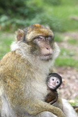 Macaca sylvanus / Macaque de Barbarie