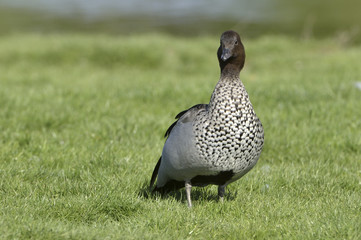 Chenonetta jubata / Bernache à crinière