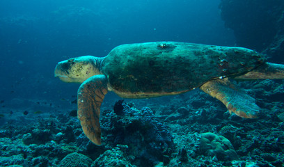 Naklejka na ściany i meble Giant sea turtle swimming in ocean