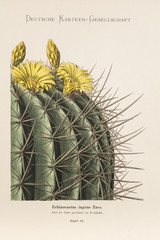 Echinocactus ingens / Echinocactus platyacanthus