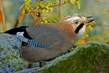 Garrulus glandarius / Geai des chênes