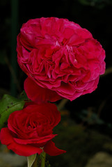 Rose 'Alain Souchon'