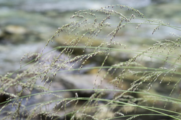 Molinia caerulea / Molinie bleue