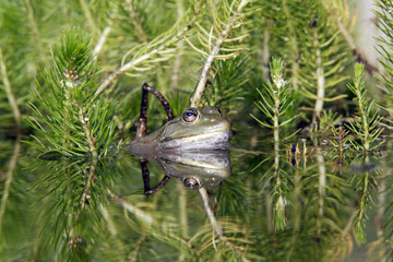 Rana esculenta / Grenouille verte