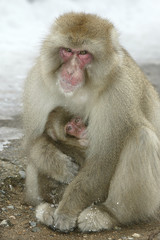 Macaca fuscata / Macaque du Japon