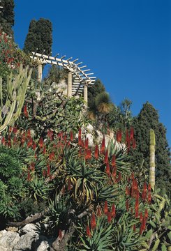 Jardin Exotique De Monaco / Aloes