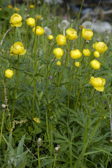 Trollius europaeus / Trolle d'Europe