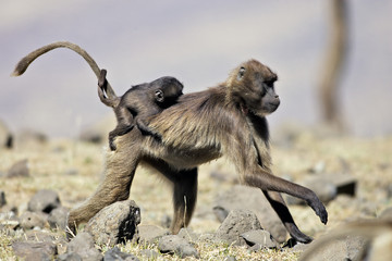 Theropithecus gelada / Gélada