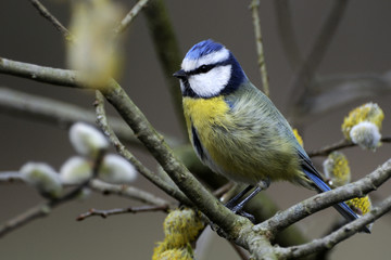 Parus caeruleus / Cyanistes caeruleus / Mésange bleue
