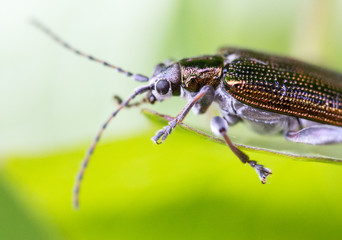 Byturidae, colorful shiny parasite extreme macro shot