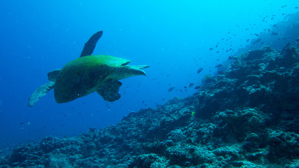 Giant sea turtle covered in moss swimming over reef