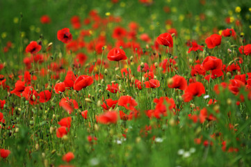 Poppy field with red flower petals