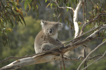 Phascolarctos cinereus / Koala cendré
