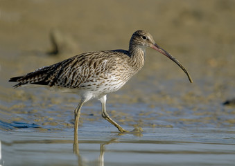 Numenius arquata / Courlis cendré