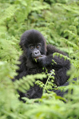 Gorilla gorilla beringei : Gorille de montagne