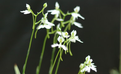 さぎ草