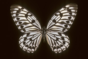 Graphium idaeoides