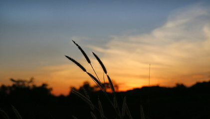 Nature grass flower in sunset, Shallow depth of field.