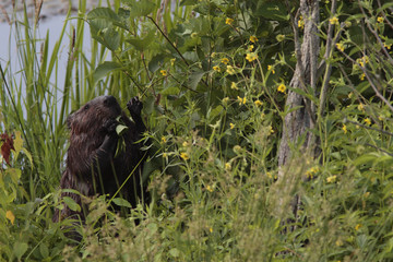 Castor canadensis / Castor du Canada