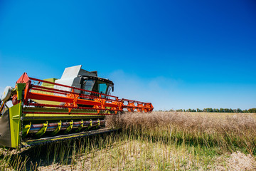 Working Harvesting Combine in the Field of Wheat