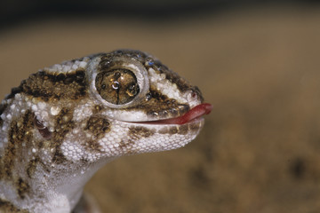 Chondrodactylus angulifer / Gecko géant terrestre