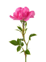 Small pink rose isolated on white.