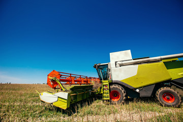 Obraz premium Working Harvesting Combine in the Field of Wheat