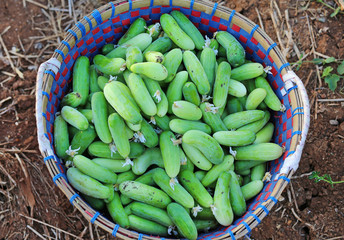 Cucumbers in a basket after harvest