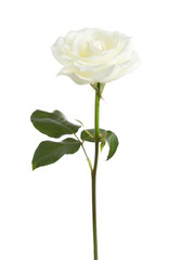 White rose isolated on white background.
