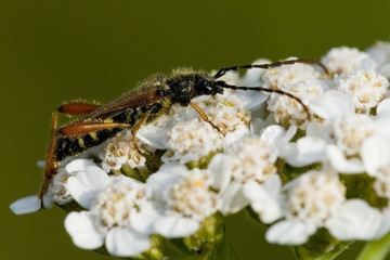Stenopterus rufus / Sténoptère roux