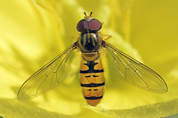 Episyrphus balteatus / Syrphe ceinturé