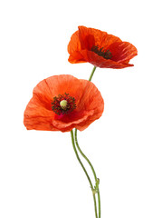 Two red poppies isolated on white