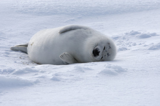 21 Meilleures Blanchon Images Photos Et Illustrations Vectorielles Stock Adobe Stock