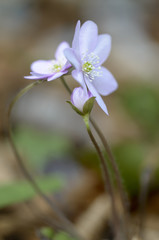 Anemone hepatica / Anémone hépatique