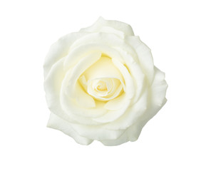 Naklejka premium White rose isolated on white background.