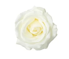 Foto auf Acrylglas Rosen White rose   isolated on white background.