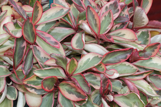 Peperomia Clusiifolia 'variegata'