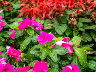 Colorful variety flower plants in park