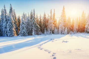 Fantastic winter landscape in the mountains of Ukraine