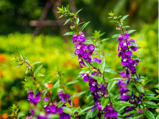Colorful variety flower plants in park