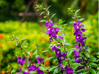 Colorful variety flower plants in park