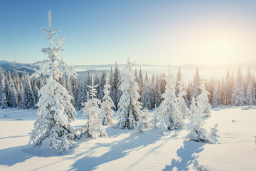 Obraz premium Fantastic winter landscape in the mountains of Ukraine